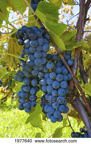Stock Image - grapes on a vine; sutton junction quebec canada. Fotosearch