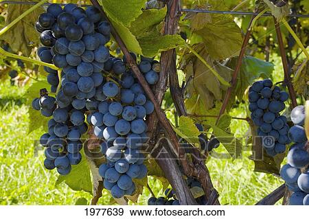 grapes on a vine; sutton junction quebec canada View Large Photo Image Stock Photo - grapes on a vine; sutton junction quebec canada. Fotosearch