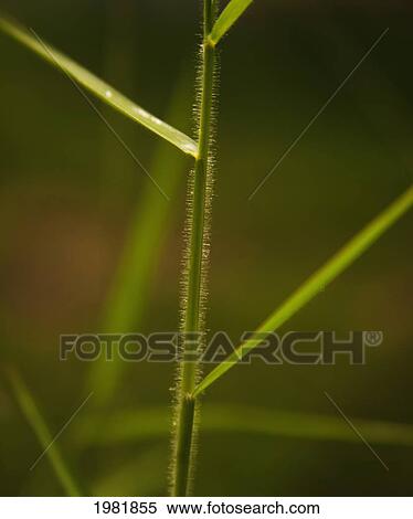 grass stalk; chiang mai thailand View Large Photo Image Stock Photography - grass stalk; chiang mai thailand. Fotosearch