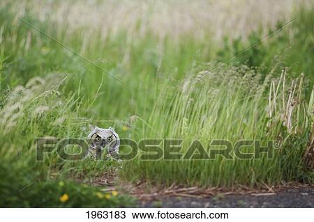 great horned owl (bubo virginianus) in the grass; thunder bay, ontario, canada View Large Photo Image Stock Image - great horned owl (bubo virginianus) in the grass; thunder bay, ontario, canada. Fotosearch