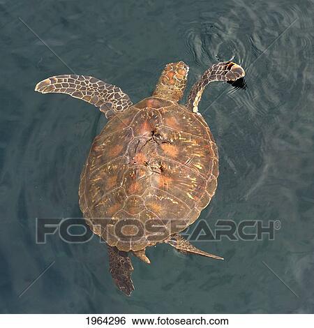green sea turtle (chelonia mydas); galapagos, equador View Large Photo Image Stock Photograph - green sea turtle (chelonia mydas); galapagos, equador. Fotosearch