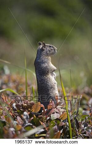 Stock Photo - ground squirrel standing in a field; otter rock oregon united states of america. Fotosearch