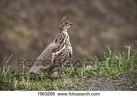 grouse in the grass; thunder bay, ontario, canada View Large Photo Image Stock Photograph - grouse in the grass; thunder bay, ontario, canada. Fotosearch