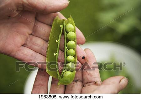 Stock Photography - hands holding an open pea pod; naas, county kildare, ireland. Fotosearch