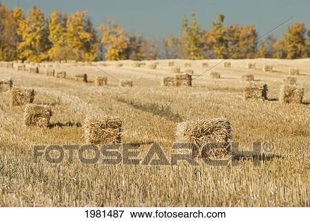 hay bales in a row in a field; alberta canada View Large Photo Image Stock Photo - hay bales in a row in a field; alberta canada. Fotosearch