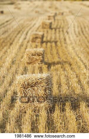 hay bales in a row in a field; alberta canada View Large Photo Image Stock Photograph - hay bales in a row in a field; alberta canada. Fotosearch