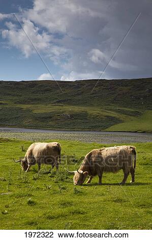 highland cattle grazing in a field; ardnamurchan argyl scotland View Large Photo Image Stock Image - highland cattle grazing in a field; ardnamurchan argyl scotland. Fotosearch