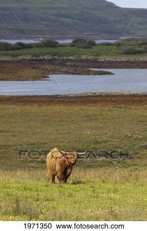 highland cattle in a field; ardnamurchan argyl scotland View Large Photo Image Stock Image - highland cattle in a field; ardnamurchan argyl scotland. Fotosearch