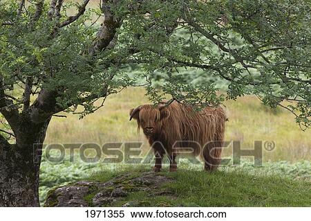 highland cattle standing under a tree; argyl scotland View Large Photo Image Stock Photography - highland cattle standing under a tree; argyl scotland. Fotosearch
