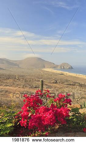 hilltop view near todos santos; baja california sur mexico View Large Photo Image Stock Photograph - hilltop view near todos santos; baja california sur mexico. Fotosearch