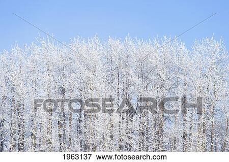 hoar frost on the trees against a blue sky background; st. albert, alberta, canada View Large Photo Image Stock Photo - hoar frost on the trees against a blue sky background; st. albert, alberta, canada. Fotosearch