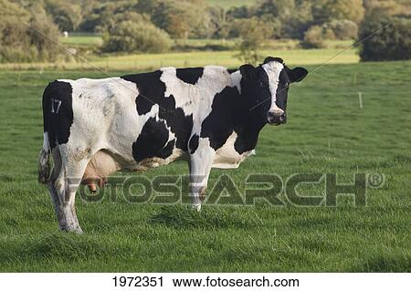 holstein cow; county cork ireland View Large Photo Image Stock Image - holstein cow; county cork ireland. Fotosearch