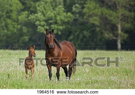 horse with a colt; winnipeg manitoba canada View Large Photo Image Stock Photograph - horse with a colt; winnipeg manitoba canada. Fotosearch