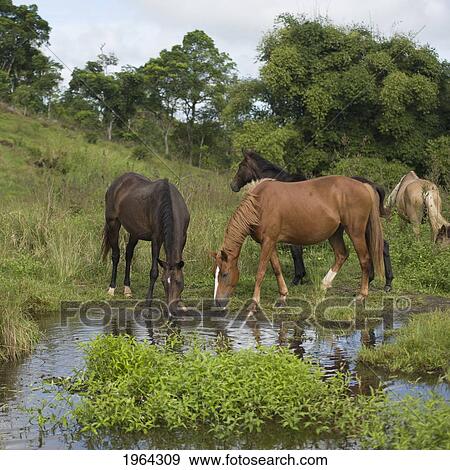 horses drinking water from a shallow pool of water; galapagos, equador View Large Photo Image Stock Photo - horses drinking water from a shallow pool of water; galapagos, equador. Fotosearch