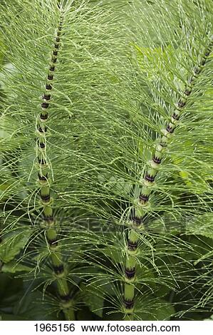 horsetail (equisetum); cape perpetua oregon united states of america View Large Photo Image Stock Photograph - horsetail (equisetum); cape perpetua oregon united states of america. Fotosearch