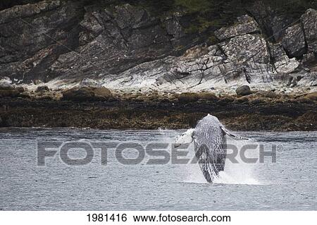 humpback whale (megaptera novaeangliae) breaching; juneau alaska united states of america View Large Photo Image Stock Photograph - humpback whale (megaptera novaeangliae) breaching; juneau alaska united states of america. Fotosearch