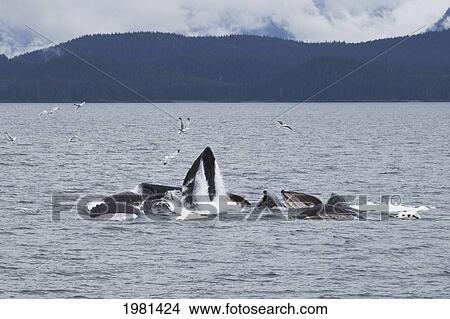 Picture - humpback whales (megaptera novaeangliae) bubble net feeding; juneau alaska united states of america. Fotosearch