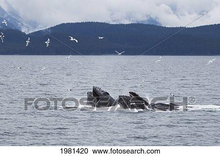 humpback whales (megaptera novaeangliae) bubble net feeding; juneau alaska united states of america View Large Photo Image Stock Image - humpback whales (megaptera novaeangliae) bubble net feeding; juneau alaska united states of america. Fotosearch