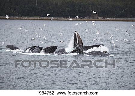 Stock Image - humpback whales (megaptera novaeangliae) bubble net feeding; juneau alaska united states of america. Fotosearch