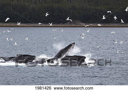 humpback whales (megaptera novaeangliae) bubble net feeding; juneau alaska united states of america View Large Photo Image Stock Photograph - humpback whales (megaptera novaeangliae) bubble net feeding; juneau alaska united states of america. Fotosearch