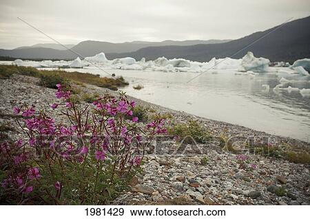 icebergs in mendenhall bay with fireweed on the shore; juneau alaska united states of america View Large Photo Image Stock Photo - icebergs in mendenhall bay with fireweed on the shore; juneau alaska united states of america. Fotosearch