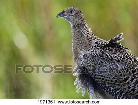 landfowl (galliformes); northumberland england View Large Photo Image Stock Image - landfowl (galliformes); northumberland england. Fotosearch