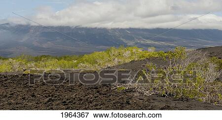 landscape on fernandina island; galapagos, equador View Large Photo Image Stock Photo - landscape on fernandina island; galapagos, equador. Fotosearch
