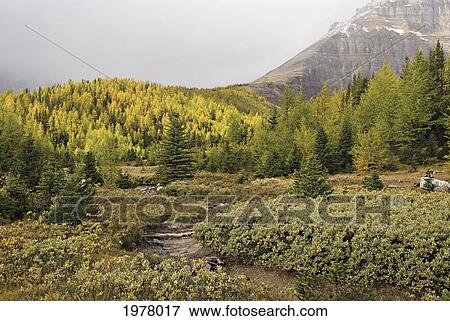 Stock Photo - larch valley; alberta canada. Fotosearch