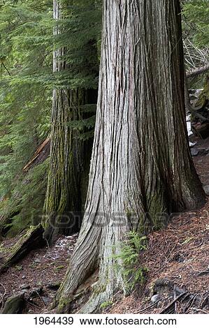 large tree trunks in a forest in jasper national park; alberta, canada View Large Photo Image Stock Photo - large tree trunks in a forest in jasper national park; alberta, canada. Fotosearch
