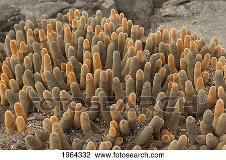 Stock Image - lava cactus (brachycereus nesioticus); galapagos, equador. Fotosearch