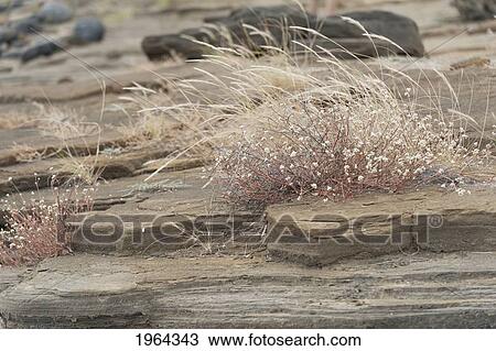 layers of rock and dry grasses; santiago island, galapagos, equador View Large Photo Image Stock Image - layers of rock and dry grasses; santiago island, galapagos, equador. Fotosearch