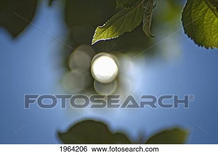 light shining through a leaf on a tree; san francisco, california, united states of america View Large Photo Image Stock Photograph - light shining through a leaf on a tree; san francisco, california, united states of america. Fotosearch