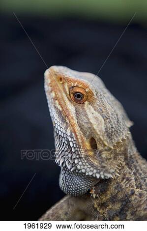 lizard (lacertilia); edmonton, alberta, canada View Large Photo Image Stock Photo - lizard (lacertilia); edmonton, alberta, canada. Fotosearch
