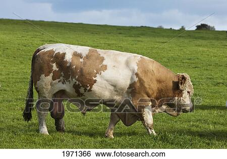 lone cow in a field; northumberland england View Large Photo Image Stock Photograph - lone cow in a field; northumberland england. Fotosearch