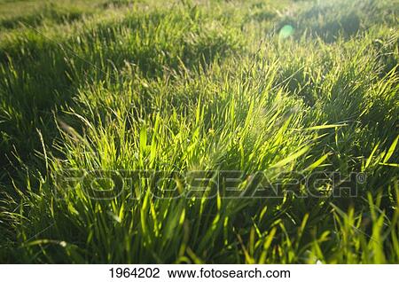 Stock Image - long green grass in the sunlight; petaluma, california, united states of america. Fotosearch