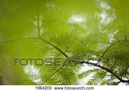 Stock Image - looking through redwood tree branches; berkeley, california, united states of america. Fotosearch