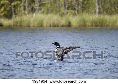 Picture - loon (gavia immer) spreading it's wings as it lands on the water; saskatchewan canada. Fotosearch
