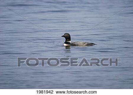 loon in prince albert national park; saskatchewan canada View Large Photo Image Stock Image - loon in prince albert national park; saskatchewan canada. Fotosearch