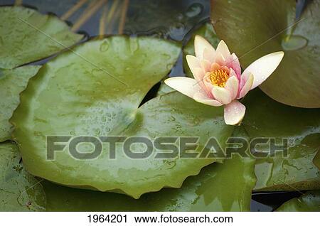 lotus flower in the pond; berkeley, california, united states of america View Large Photo Image Stock Image - lotus flower in the pond; berkeley, california, united states of america. Fotosearch