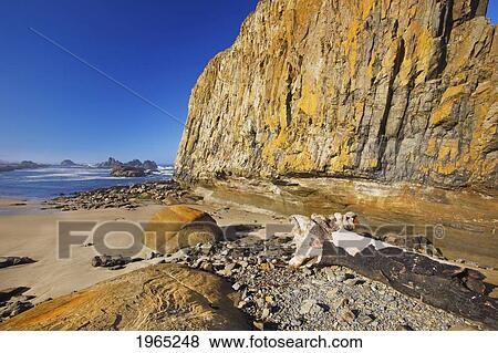 low tide at seal rock state recreation site; oregon united states of america View Large Photo Image Stock Photo - low tide at seal rock state recreation site; oregon united states of america. Fotosearch