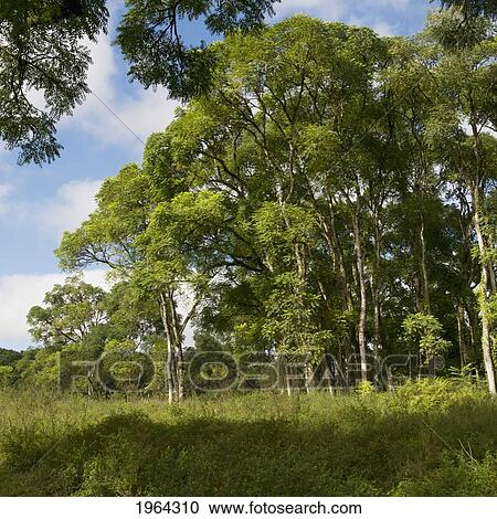 lush, green trees; galapagos, equador View Large Photo Image Stock Image - lush, green trees; galapagos, equador. Fotosearch