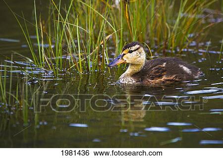 mallard duckling (anas platyrhynchos) paddles through pond; juneau alaska united states of america View Large Photo Image Stock Photograph - mallard duckling (anas platyrhynchos) paddles through pond; juneau alaska united states of america. Fotosearch