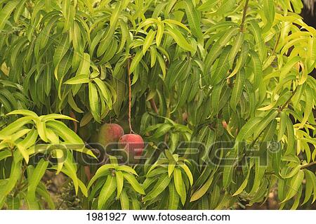 Stock Photo - mango tree; baja california sur mexico. Fotosearch