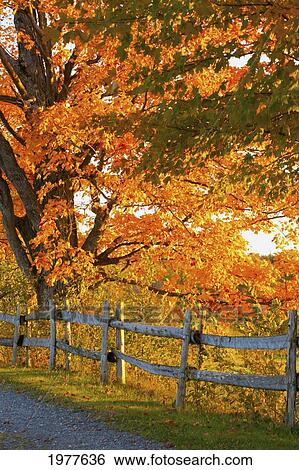 maple trees and a rail fence in autumn; lawrenceville quebec canada View Large Photo Image Stock Photograph - maple trees and a rail fence in autumn; lawrenceville quebec canada. Fotosearch