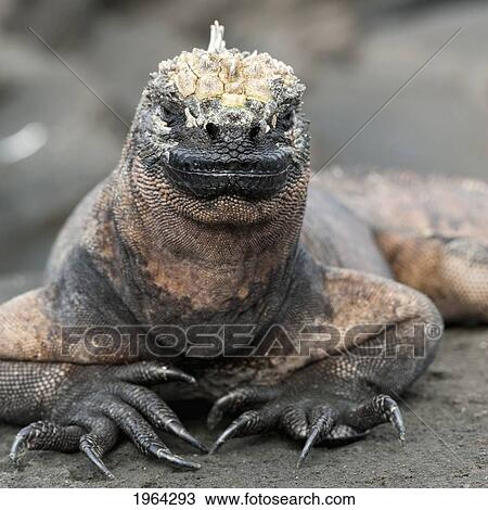 Stock Image - marine iguana (amblyrhynchus cristatus); galapagos, equador. Fotosearch