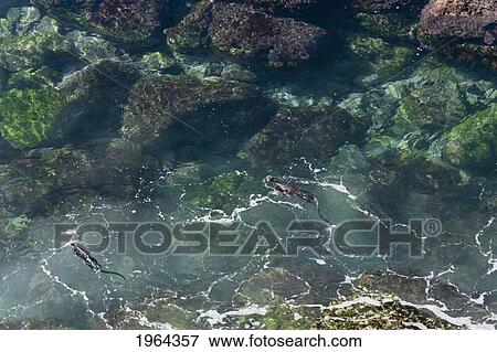marine iguanas (amblyrhynchus cristatus) swimming in a lagoon; galapagos, equador View Large Photo Image Stock Photo - marine iguanas (amblyrhynchus cristatus) swimming in a lagoon; galapagos, equador. Fotosearch