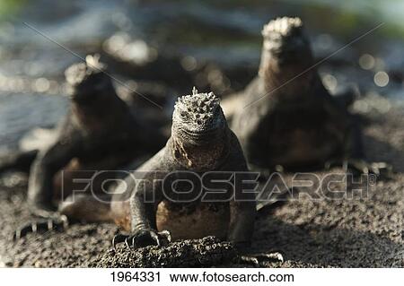 marine iquanas (amblyrhynchus cristatus) on the sand; galapagos, equador View Large Photo Image Stock Image - marine iquanas (amblyrhynchus cristatus) on the sand; galapagos, equador. Fotosearch