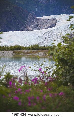 mendenhall glacier and fireweed on the shore; juneau alaska united states of america View Large Photo Image Picture - mendenhall glacier and fireweed on the shore; juneau alaska united states of america. Fotosearch