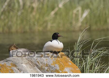 merganser resting on a rock on prince albert national park; saskatchewan canada View Large Photo Image Stock Image - merganser resting on a rock on prince albert national park; saskatchewan canada. Fotosearch