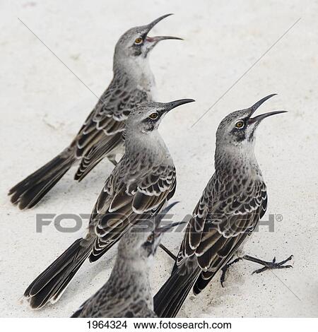 Picture - mockingbirds (mimidae); galapagos, equador. Fotosearch